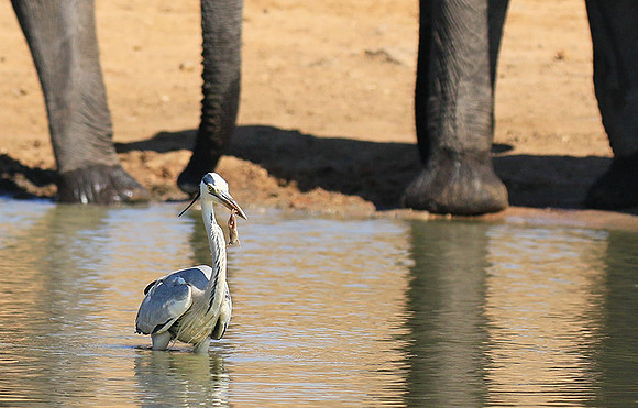 Grey heron - Kruger Park