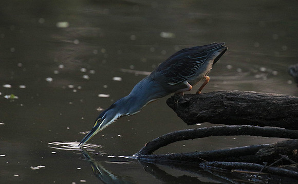 Green-backed heron - Singita Lebombo