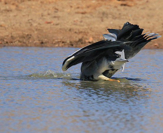 Grey heron - Kruger Park