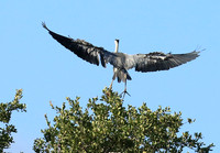 Grey heron - Londolozi game reserve