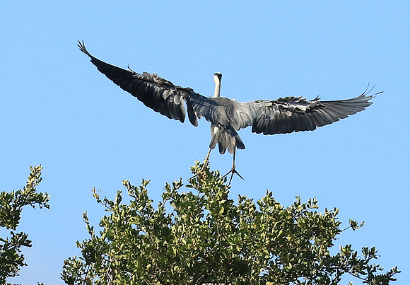 Grey heron - Londolozi game reserve