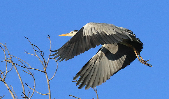 Grey heron - Londolozi game reserve