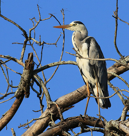 Grey heron - Londolozi game reserve