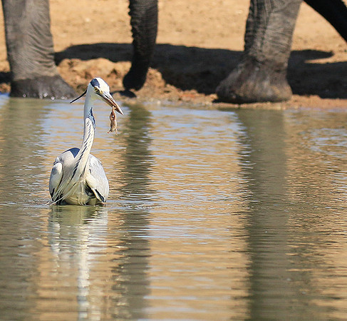 Grey heron - Kruger Park