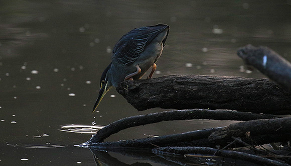 Green-backed heron - Singita Lebombo