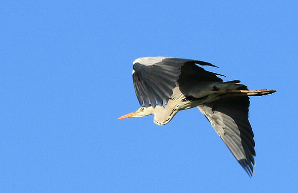 Grey heron - Londolozi game reserve