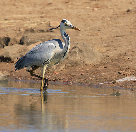 Grey heron - Kruger Park