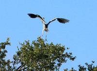 Grey heron - Londolozi game reserve