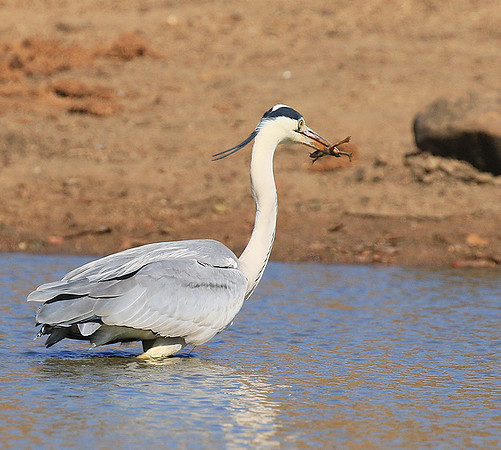 Grey heron - Kruger Park