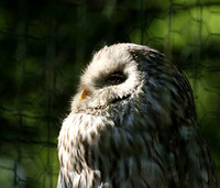 Ural owl (chouette de l'Oural) - Parc animalier de Ste Croix