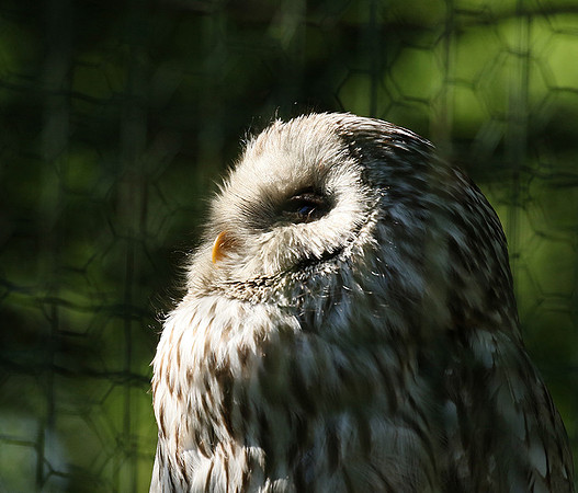 Ural owl (chouette de l'Oural) - Parc animalier de Ste Croix