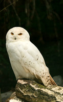 Snowy owl (chouette harfang) - Parc animalier de Ste Croix