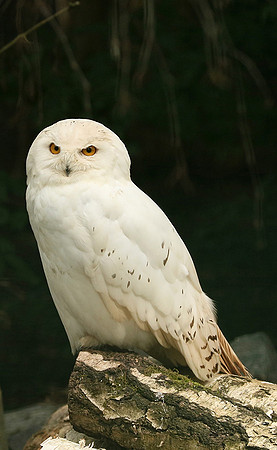 Snowy owl (chouette harfang) - Parc animalier de Ste Croix