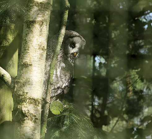 Ural owl (chouette de l'Oural) - Parc animalier de Ste Croix
