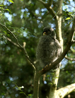 Ural owl (chouette de l'Oural) - Parc animalier de Ste Croix