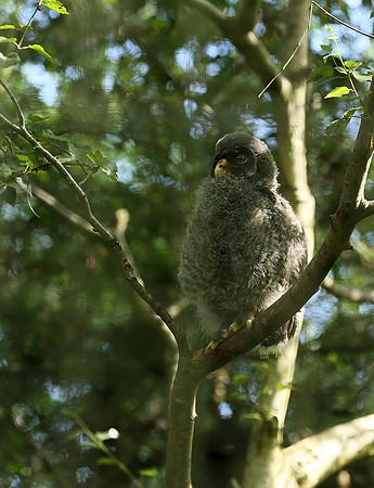 Ural owl (chouette de l'Oural) - Parc animalier de Ste Croix
