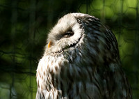 Ural owl (chouette de l'Oural) - Parc animalier de Ste Croix