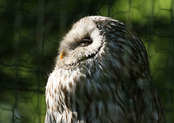 Ural owl (chouette de l'Oural) - Parc animalier de Ste Croix
