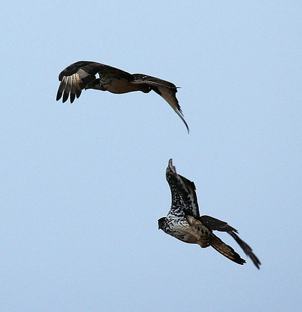 African hawk eagle - Meru NP
