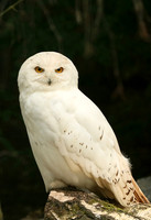 Snowy owl (chouette harfang) - Parc animalier de Ste Croix