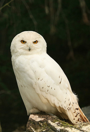 Snowy owl (chouette harfang) - Parc animalier de Ste Croix
