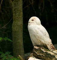 Snowy owl (chouette harfang) - Parc animalier de Ste Croix