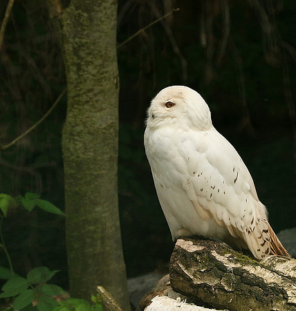 Snowy owl (chouette harfang) - Parc animalier de Ste Croix