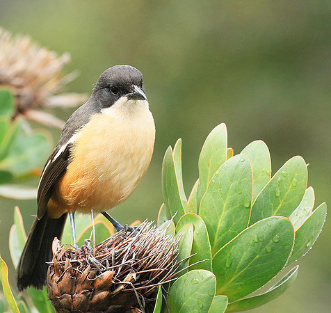 Southern boubou - Kirstenbosch - Cape Town
