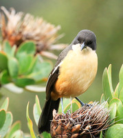 Southern boubou - Kirstenbosch - Cape Town