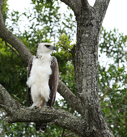 Juvenile martial eagle - Masaï Mara