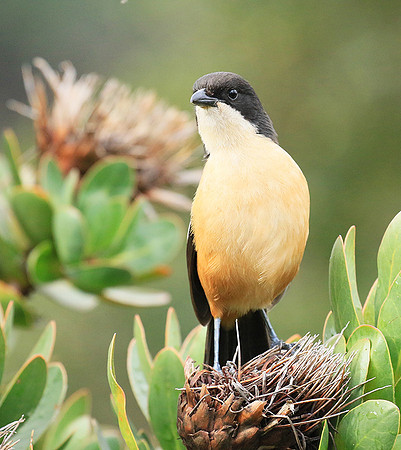 Southern boubou - Kirstenbosch - Cape Town