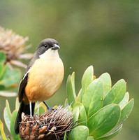Southern boubou - Kirstenbosch - Cape Town