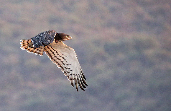 Black-chested snake eagle (South Rift Valley)