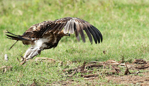 Steppe eagle - Laikipia