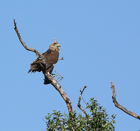Tawny eagle - Masaï mara