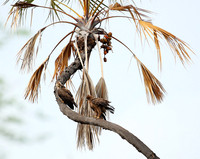 Tawny eagle - Meru NP