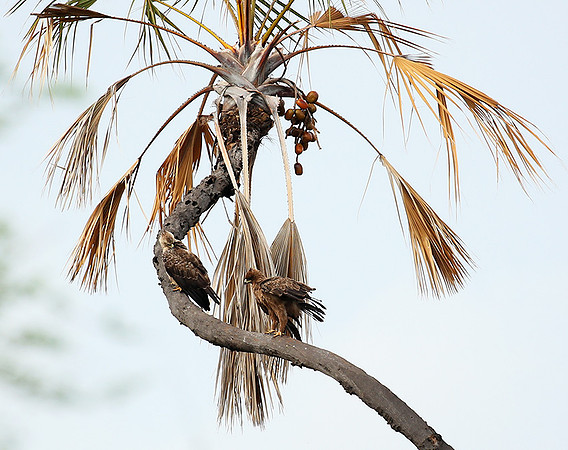 Tawny eagle - Meru NP