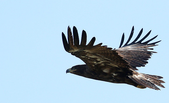 Tawny eagle - Masaï Mara