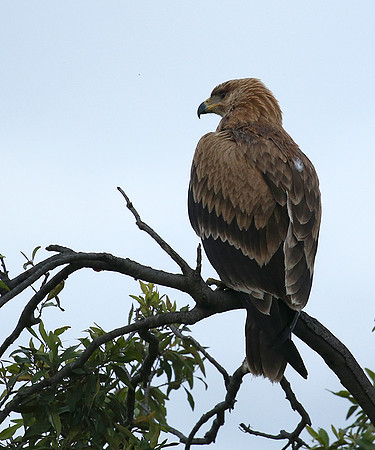 Tawny eagle - Masaï Mara
