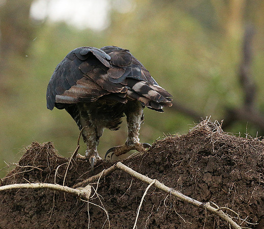 African crowned eagle - Laikipia