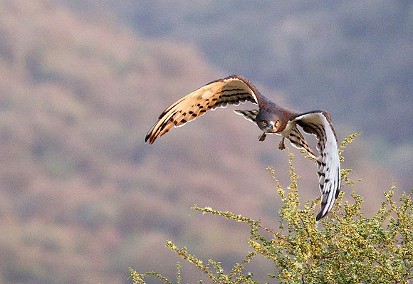 Black-chested snake eagle (South Rift Valley)