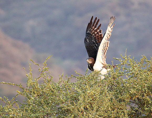 Black-chested snake eagle (South Rift Valley)