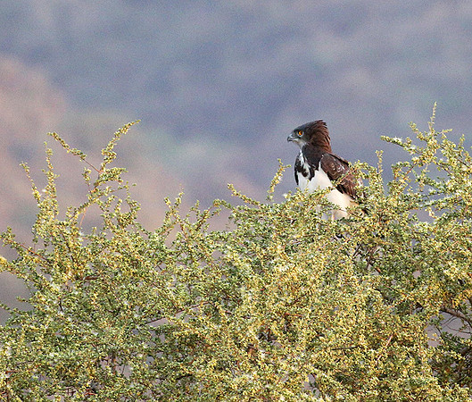 Black-chested snake eagle (South Rift Valley)