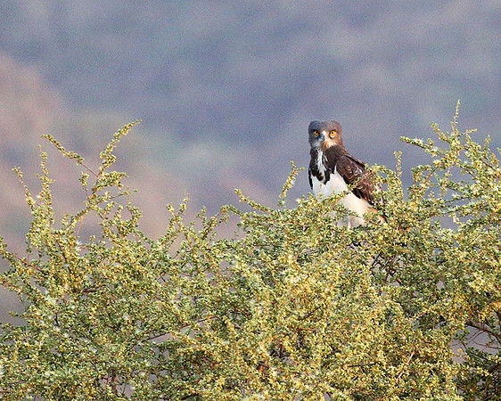 Black-chested snake eagle (South Rift Valley)