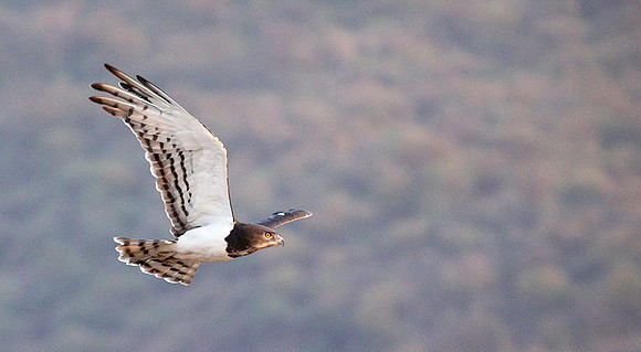 Black-chested snake eagle (South Rift Valley)