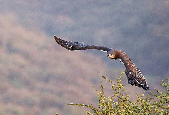 Black-chested snake eagle (South Rift Valley)