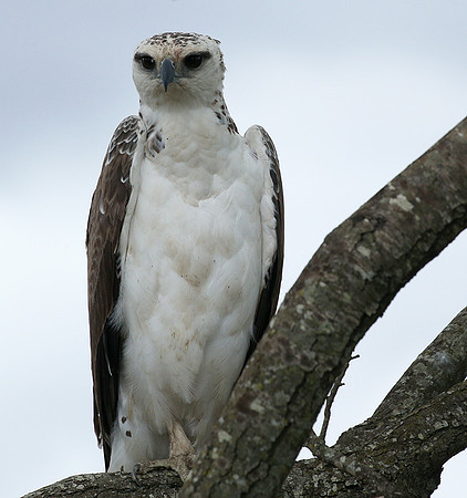 Juvenile martial eagle - Masaï Mara