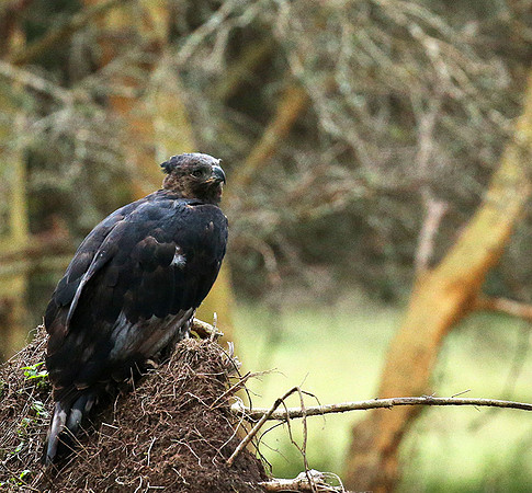 African crowned eagle - Laikipia