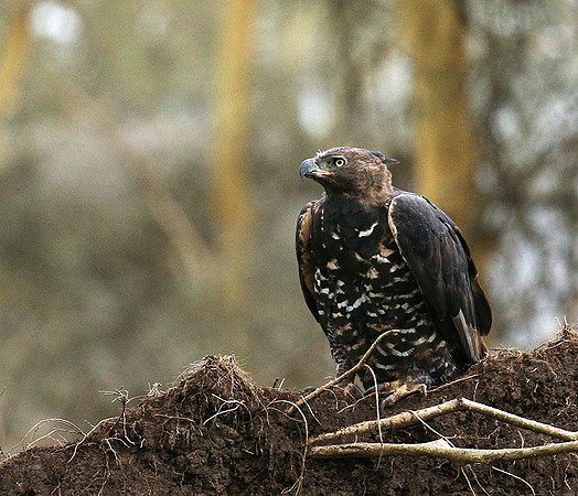 African crowned eagle - Laikipia