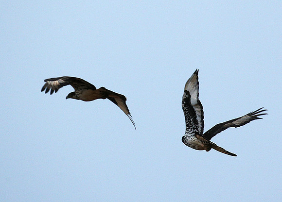 African hawk eagle - Meru NP